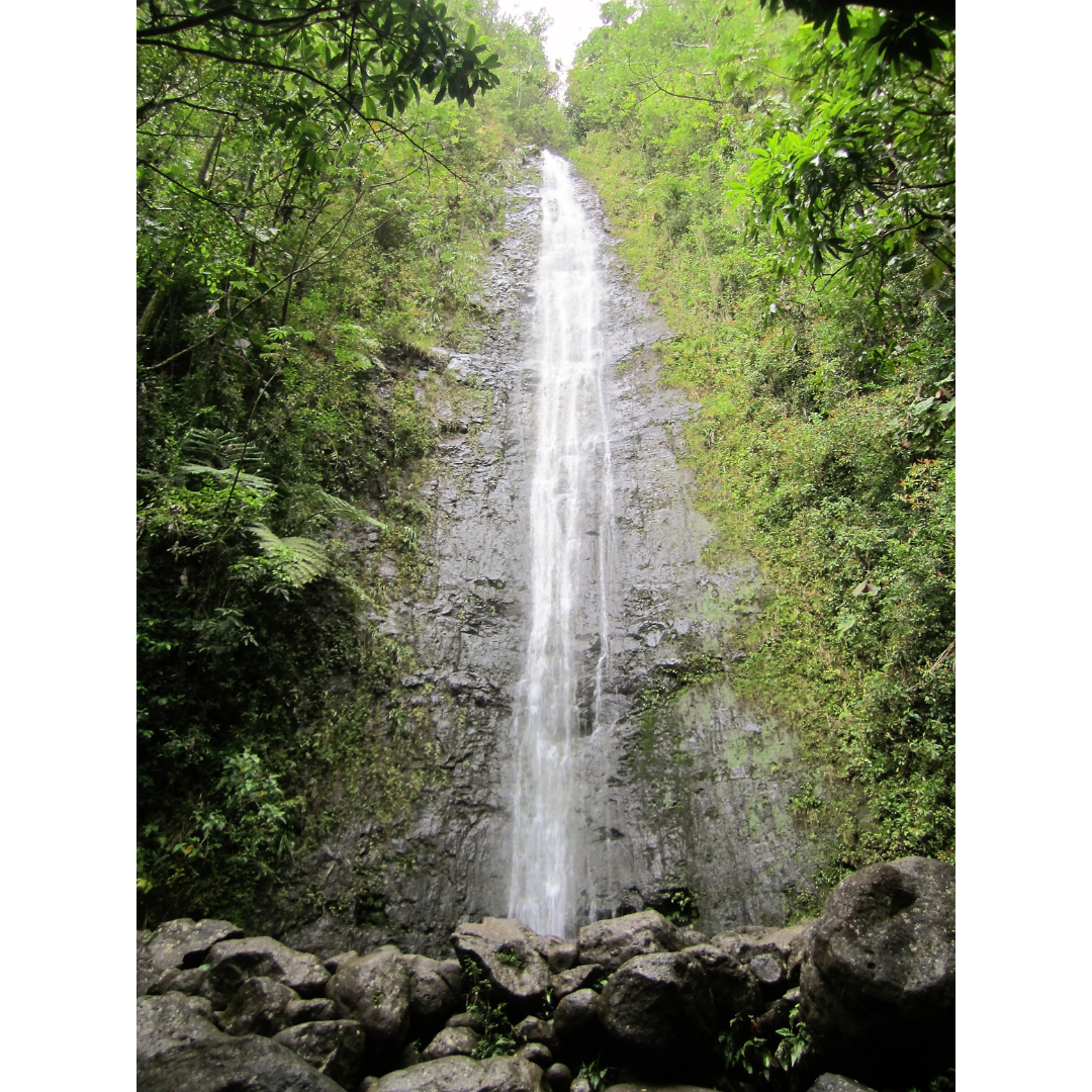 Manoa Falls Waterfall Oahu
