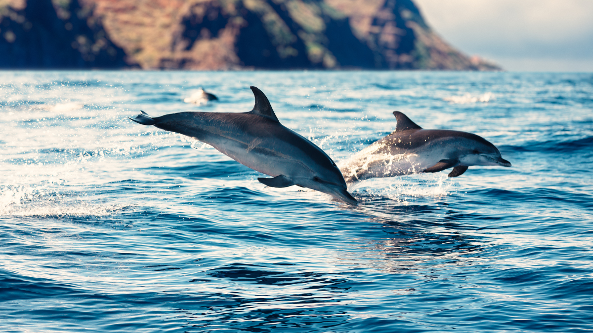 dolphin watching tour maui