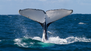 Whale Watching Kauai