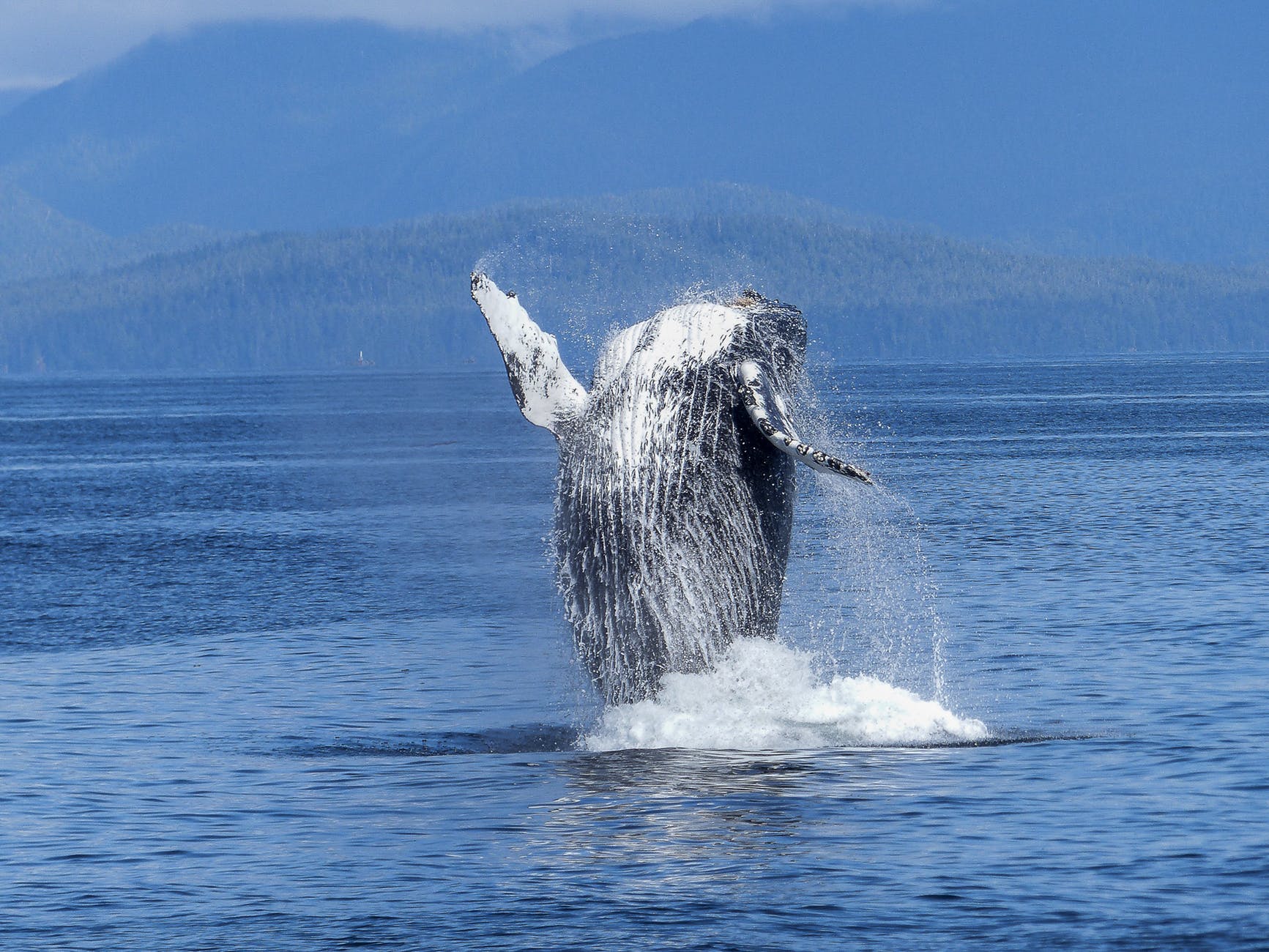 black and white dolphin on body of water during daytime a whale jumping out of the water