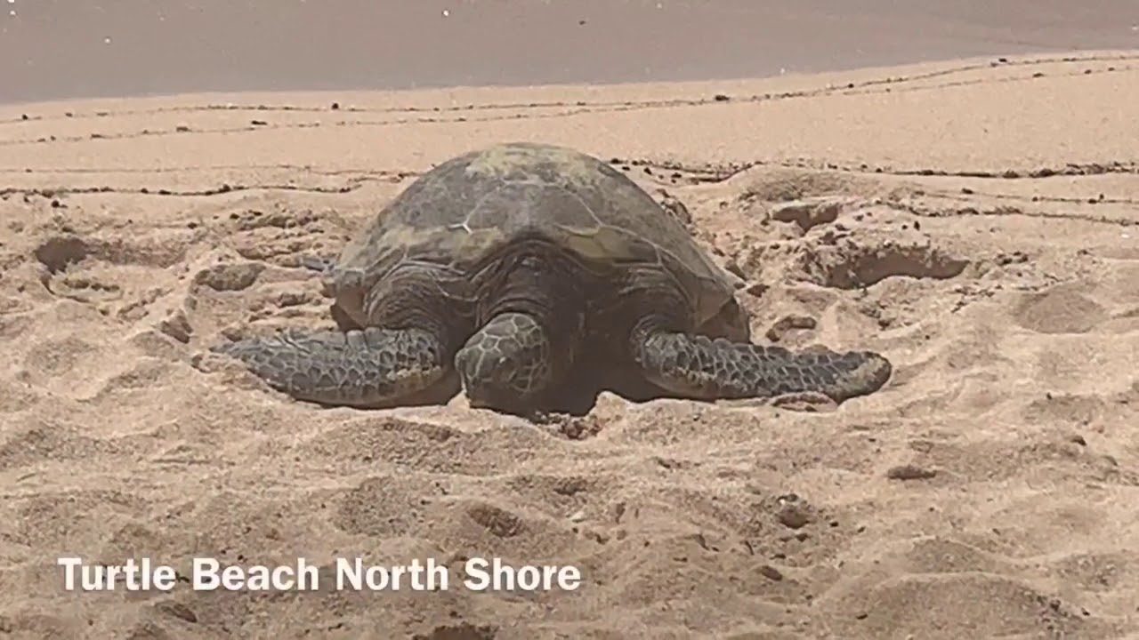 Turtles on Oahu in Hawaii a turtle lying on a sandy beach
