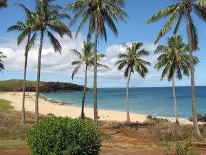 a beach with a palm tree in front of a body of water