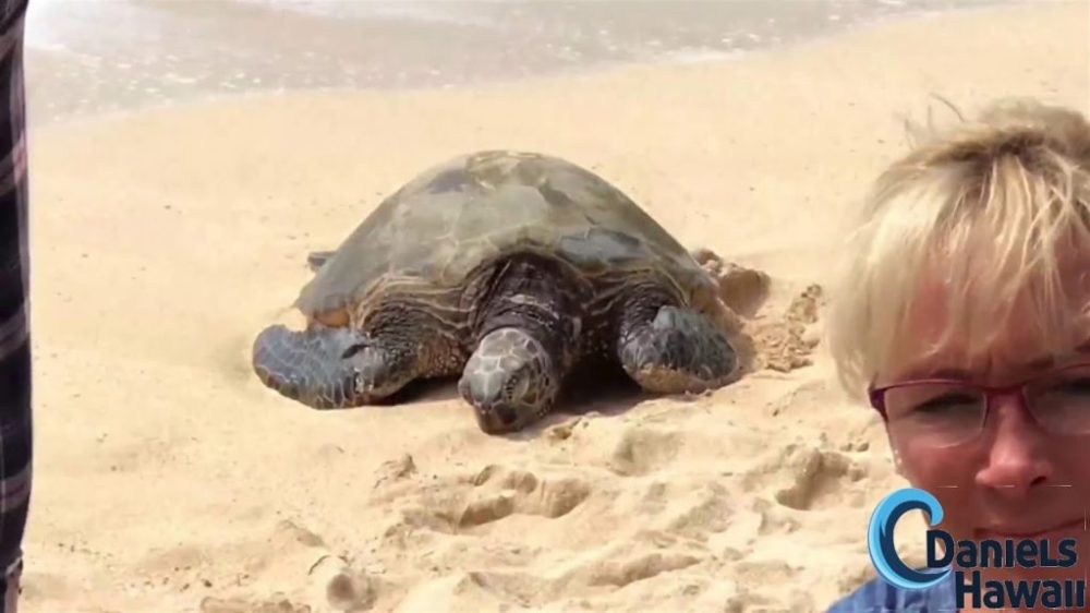 a turtle on a beach