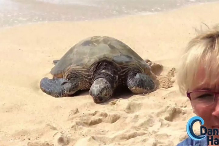 a turtle on a beach