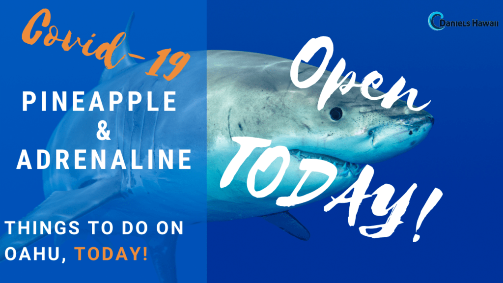 Adrenaline-and-Pineapple-1024×576 calendar