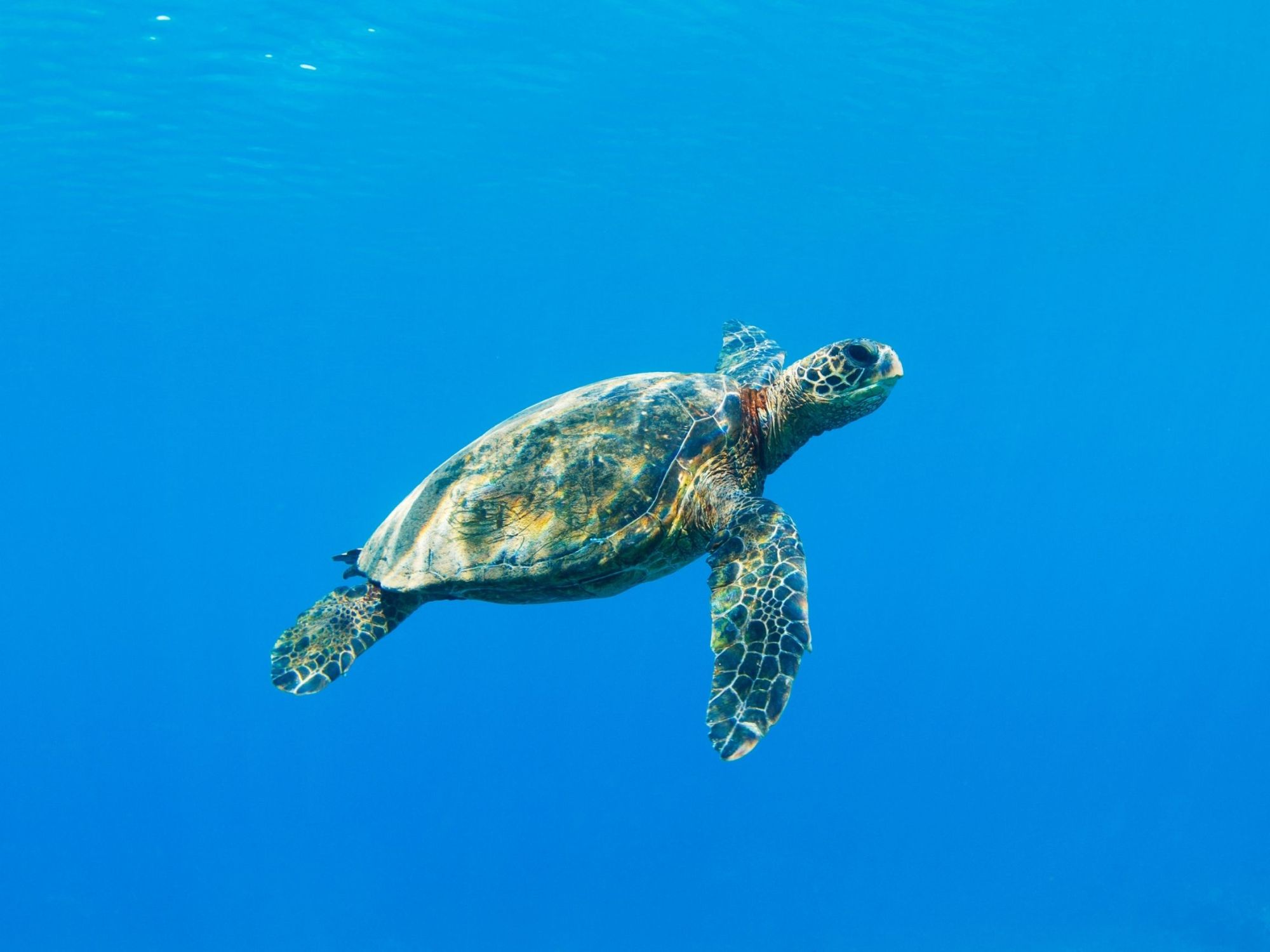 Sea turtle swims in clear water a turtle swimming under water