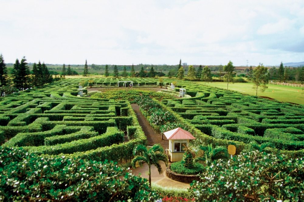 a close up of a garden