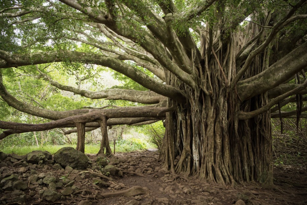a tree in a forest