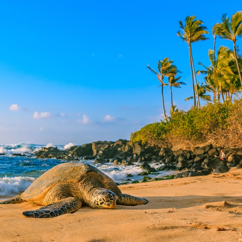 a bird sitting on top of a sandy beach