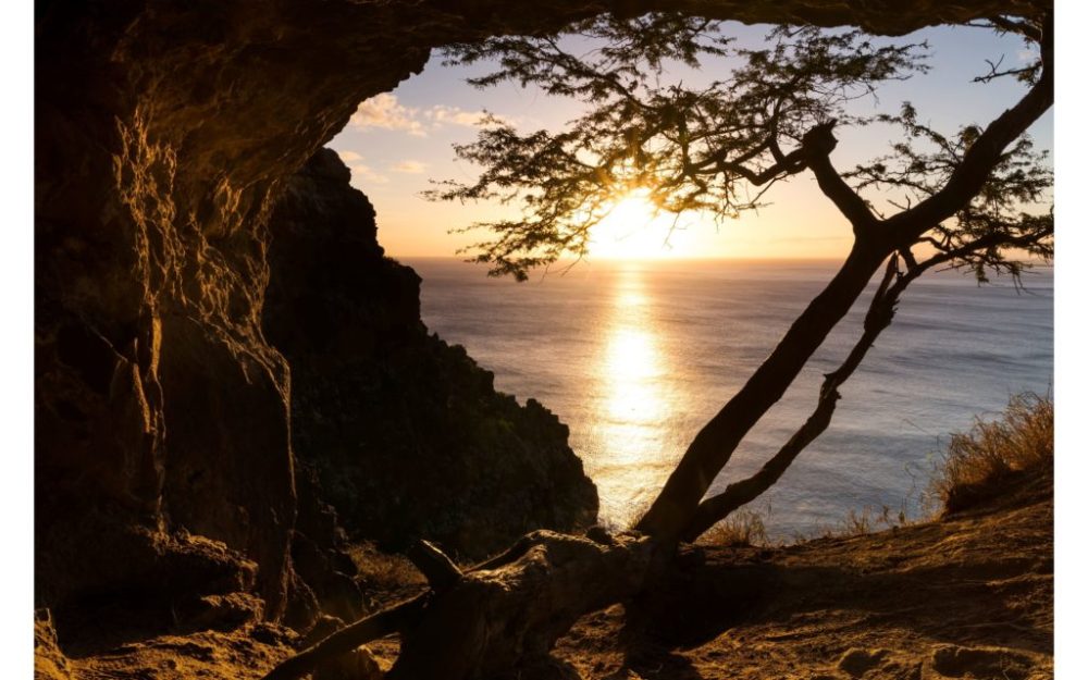 a tree next to a body of water