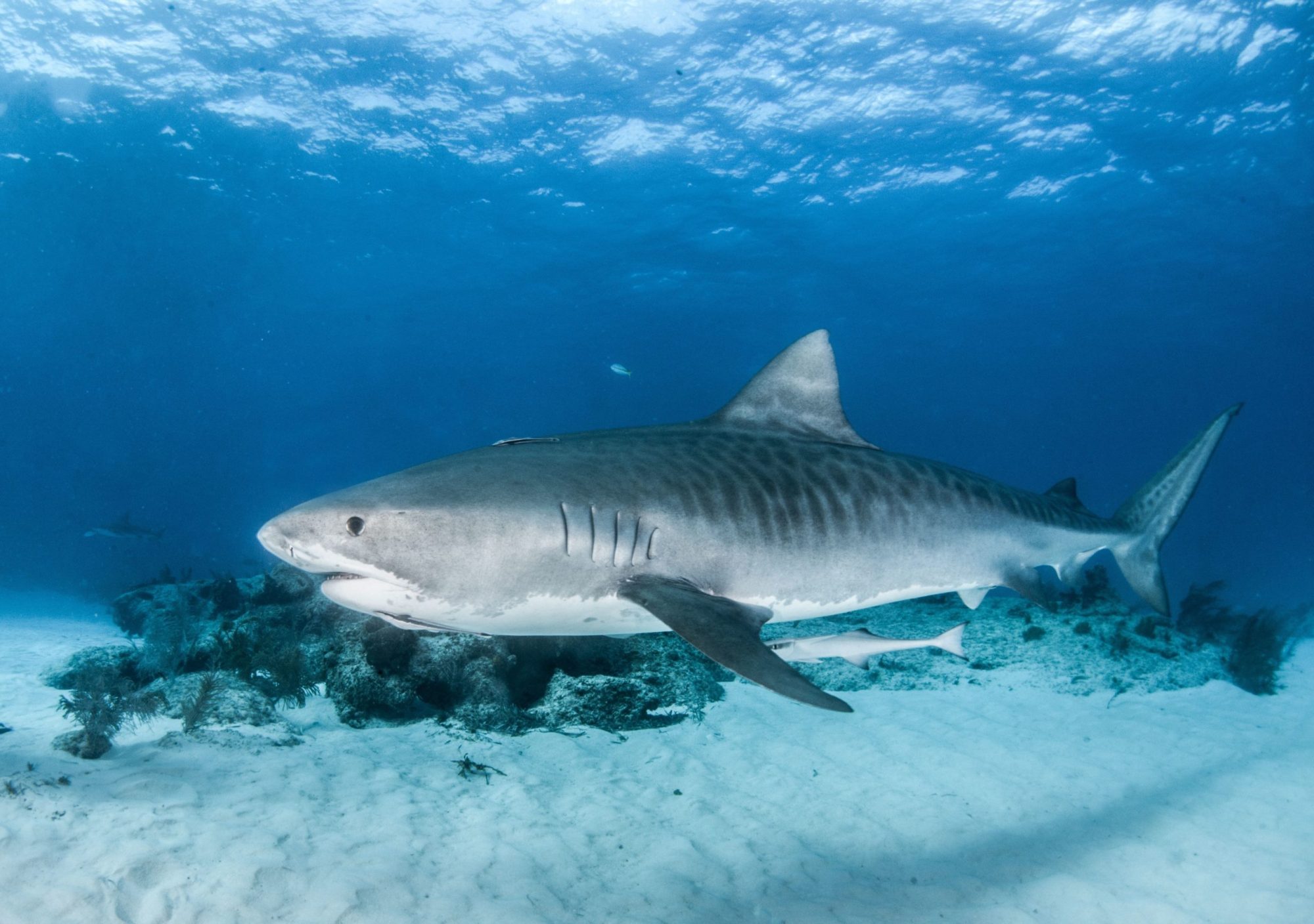 Tiger shark a fish swimming under water