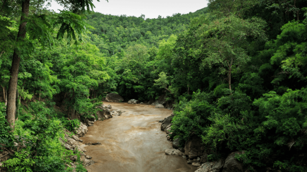 a river running through a forest