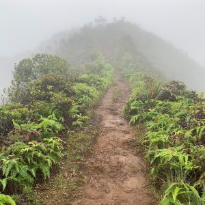 a dirt path in a forest