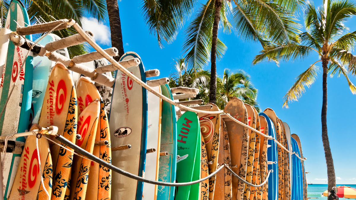 2-3 a group of palm trees