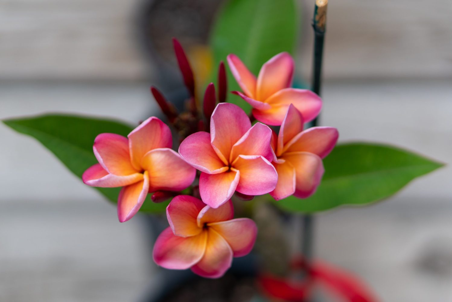 a close up of a flower