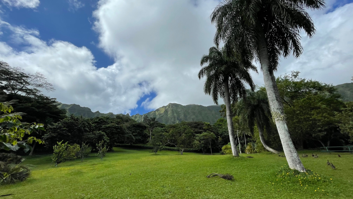 Ho’omaluhia Botanical Garden a tree in the middle of a lush green field