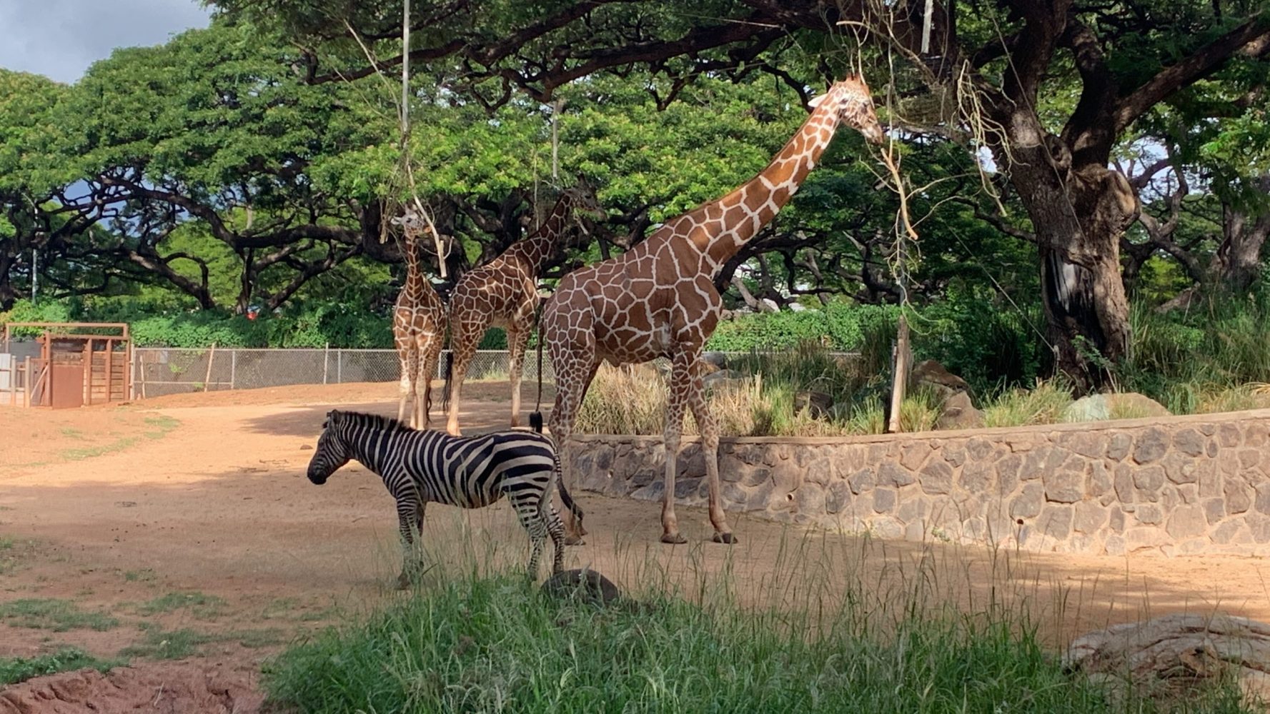 a group of giraffe standing next to a zebra