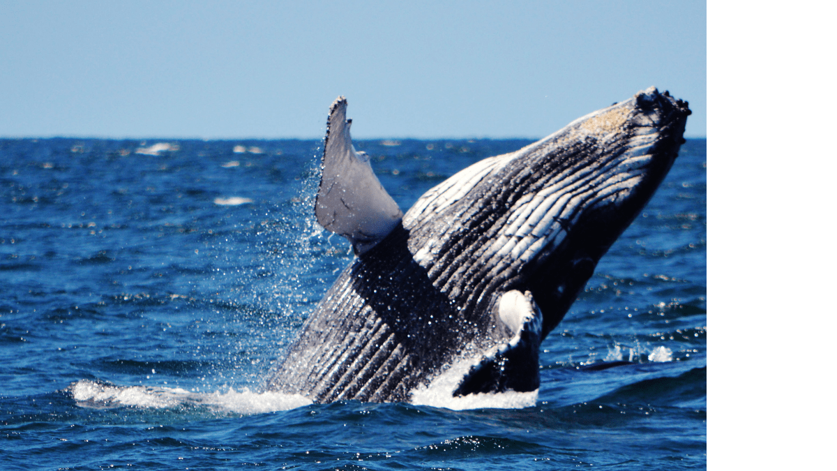 a bird flying over a body of water