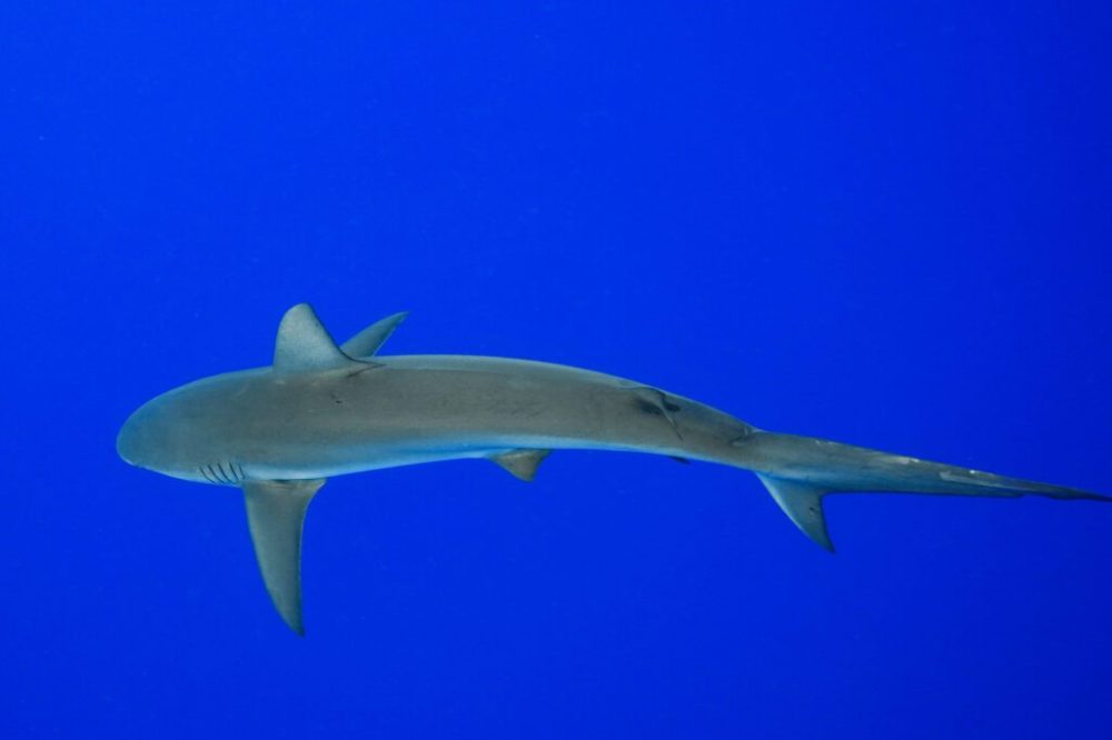 a fish swimming under water