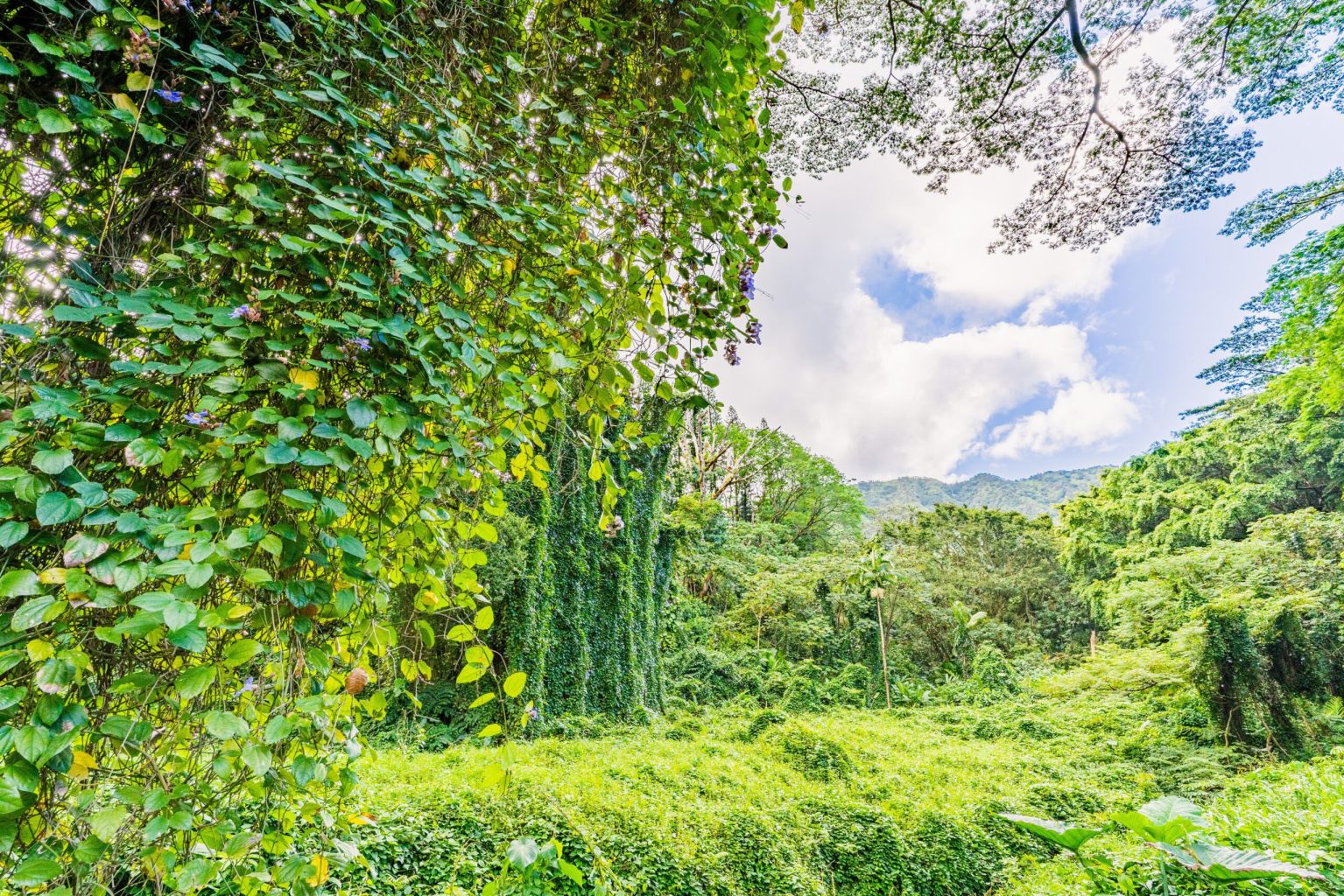 a green plant in a forest