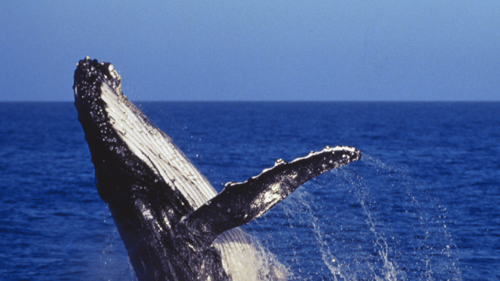 a whale jumping out of the water