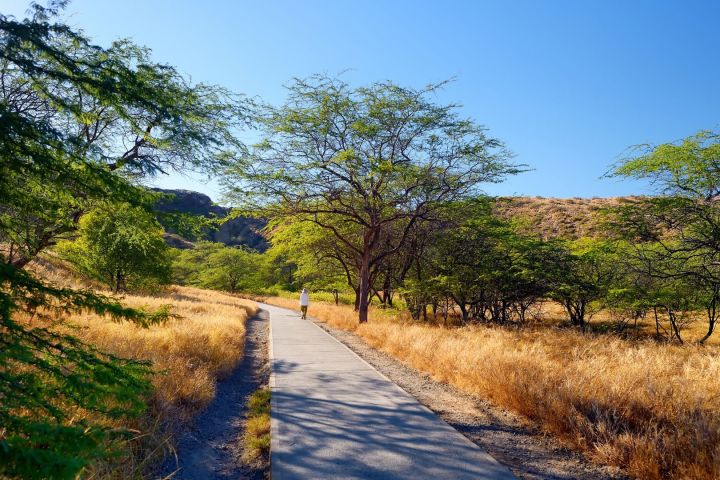Pathway through dry grass and trees under a clear blue sky.