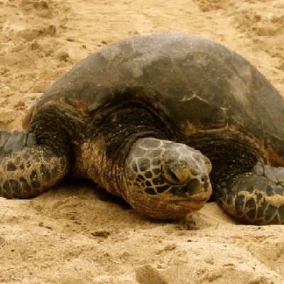 a turtle lying in the sand