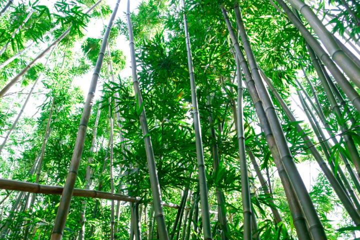 a group of palm trees