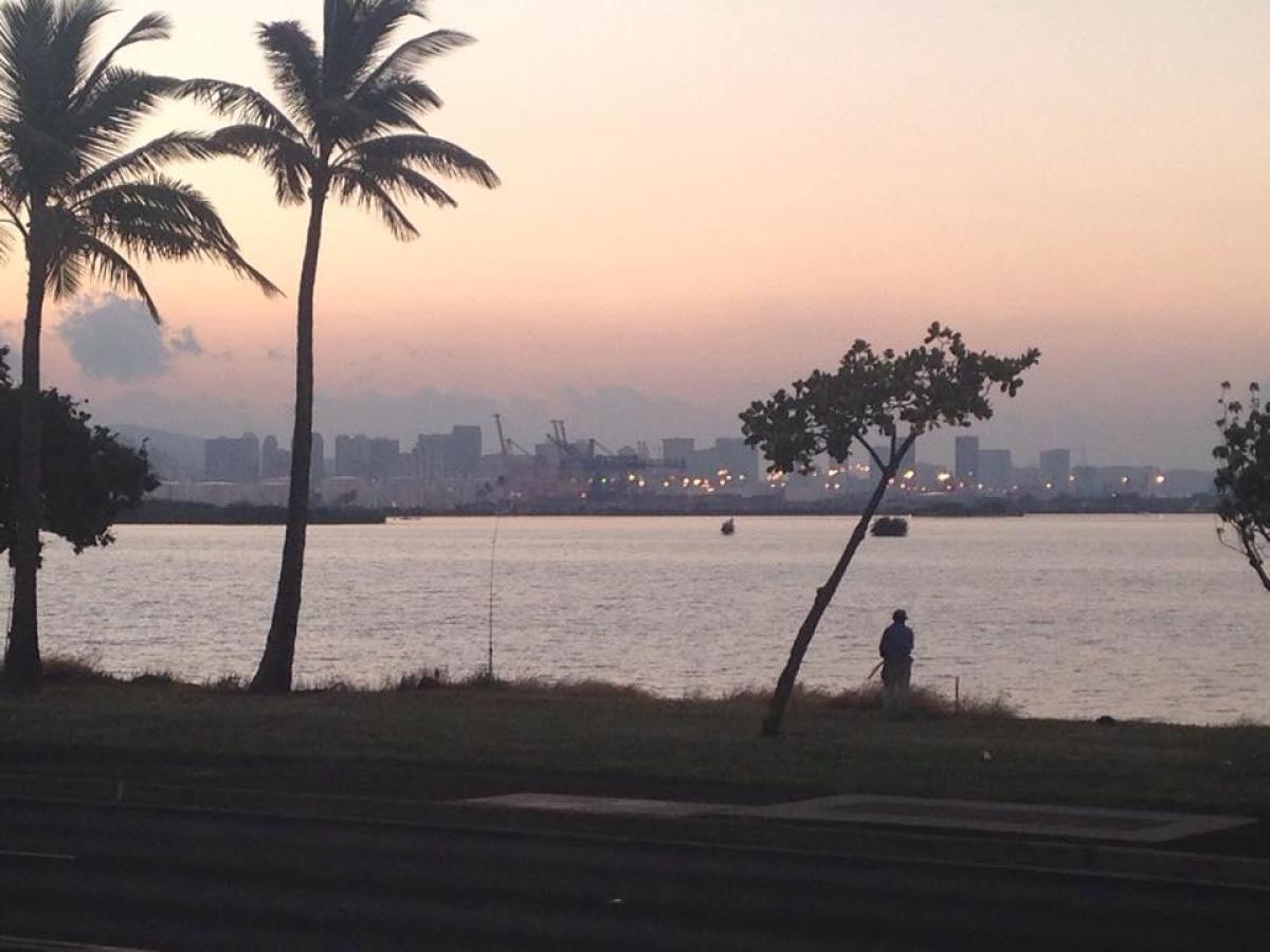 a group of palm trees next to a body of water