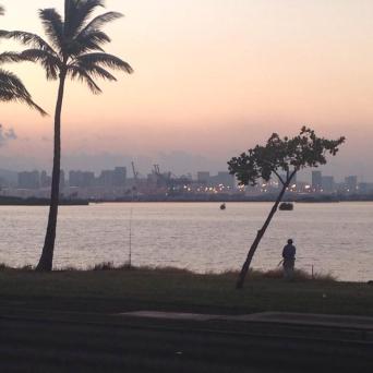 a group of palm trees next to a body of water