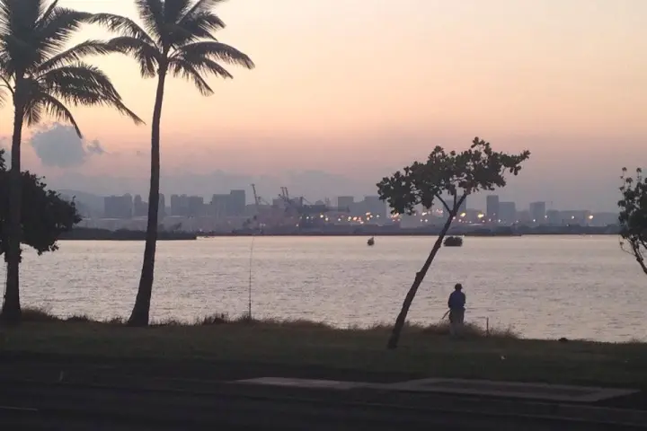 a group of palm trees next to a body of water