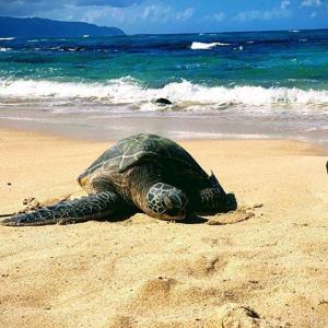 a turtle lying in the sand on a beach