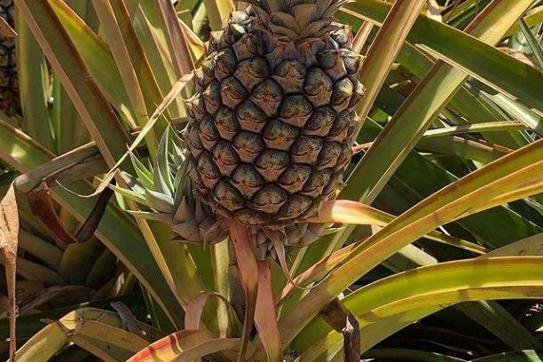 a group of palm trees on the side of a banana tree