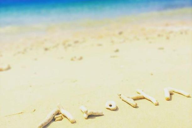 a bird sitting on top of a sandy beach