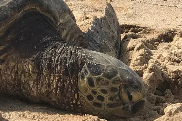 a turtle lying in the dirt