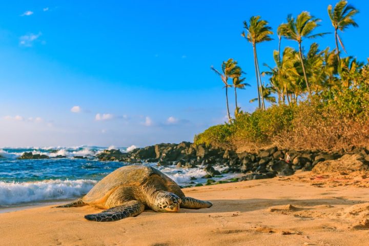 a turtle on a beach near a body of water
