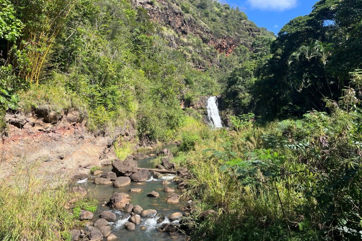 a tree with a mountain in the background