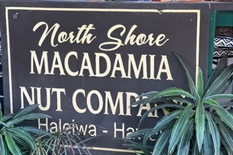 a sign in front of a palm tree