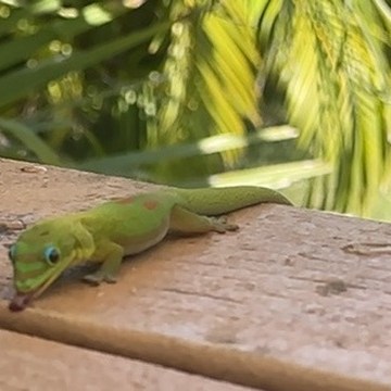 a lizard on top of a wooden table