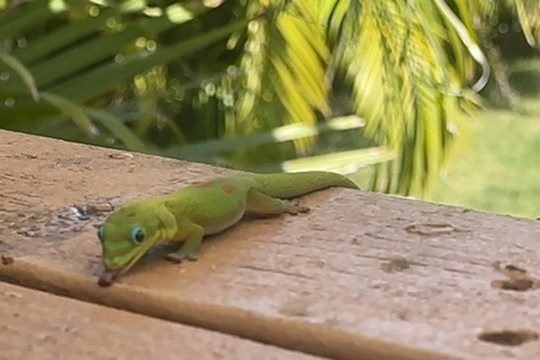 a lizard on top of a wooden table